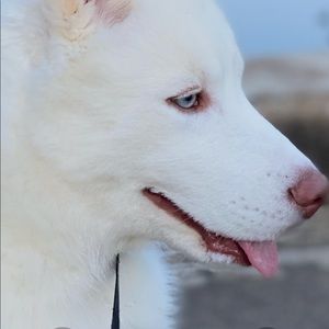 Meet your Posher, Abeselom